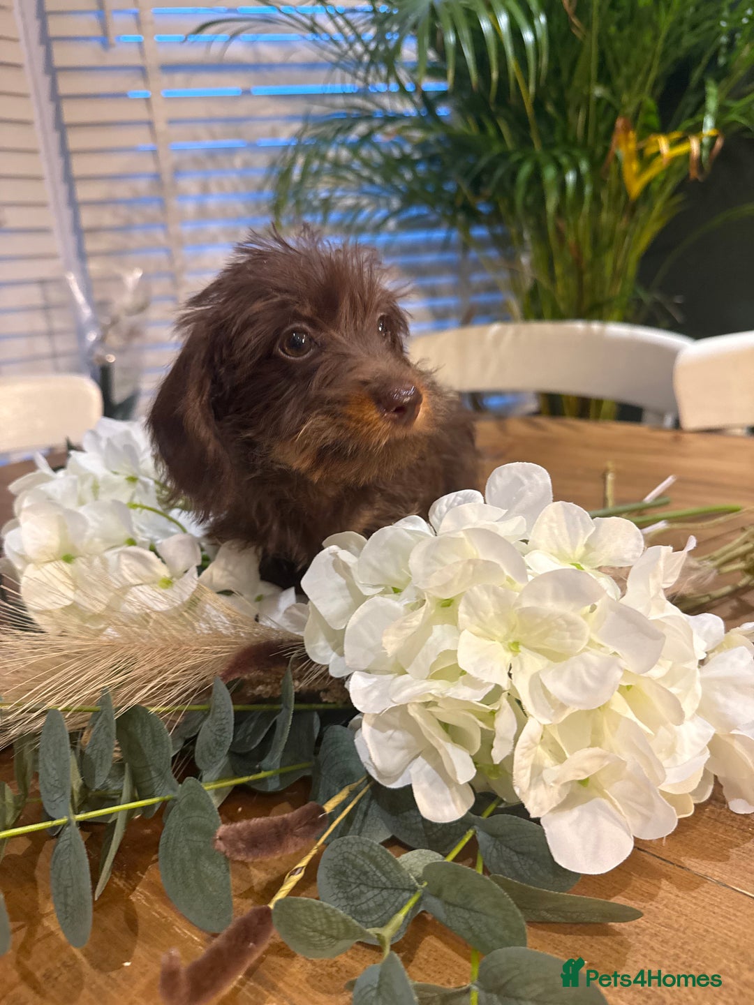 Miniature Dachshund dogs for sale: Ready Now miniature Wirehaired dachshunds - Image 6