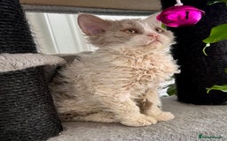 Selkirk Rex cats for sale: Gorgeous Selkirk Rex kittens - Image 26