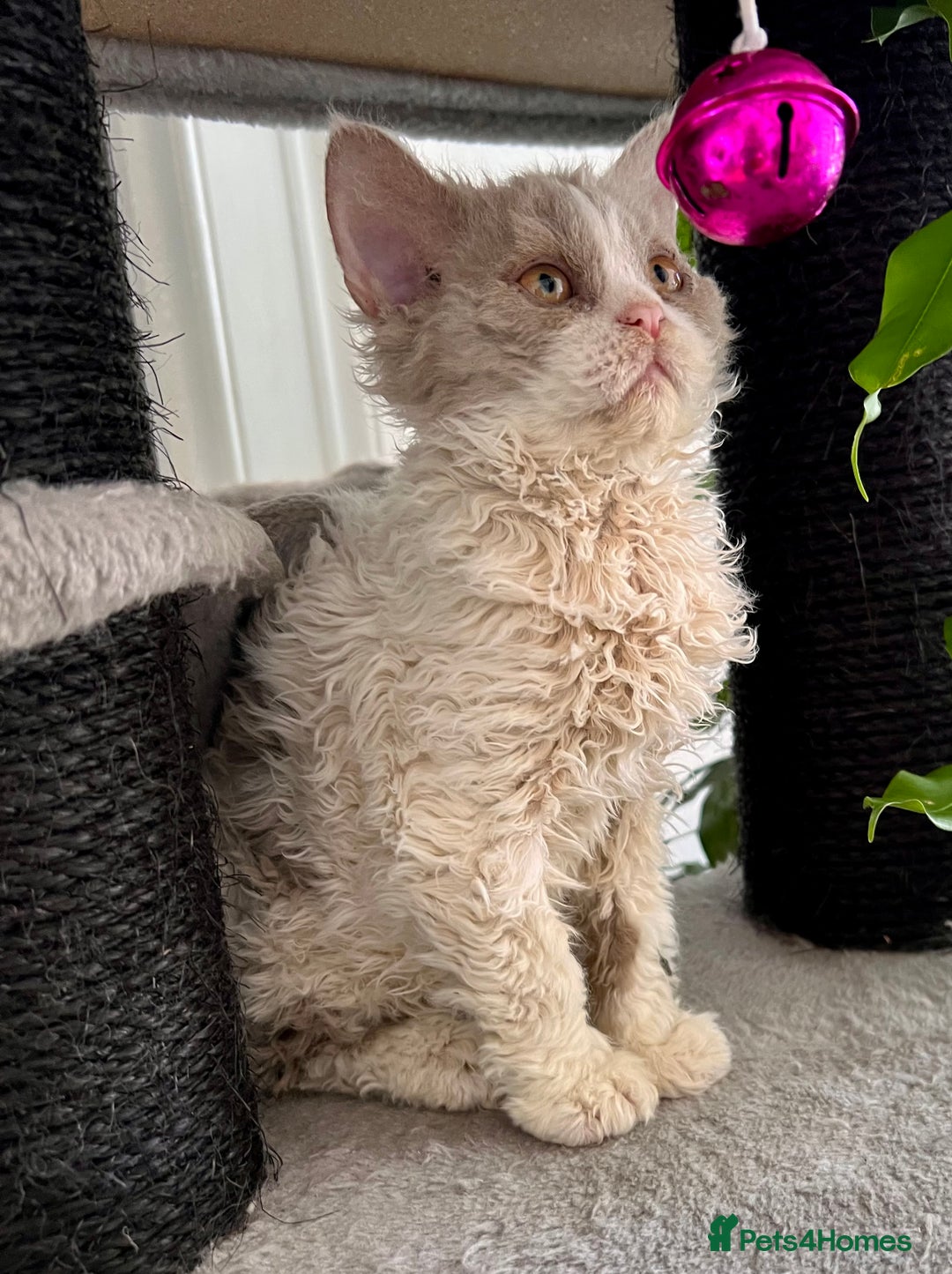 Selkirk Rex cats for sale: Gorgeous Selkirk Rex kittens - Image 26