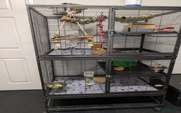 Degus rodents for sale: 2 female Pied Degu, cage/ full set up - Image 6