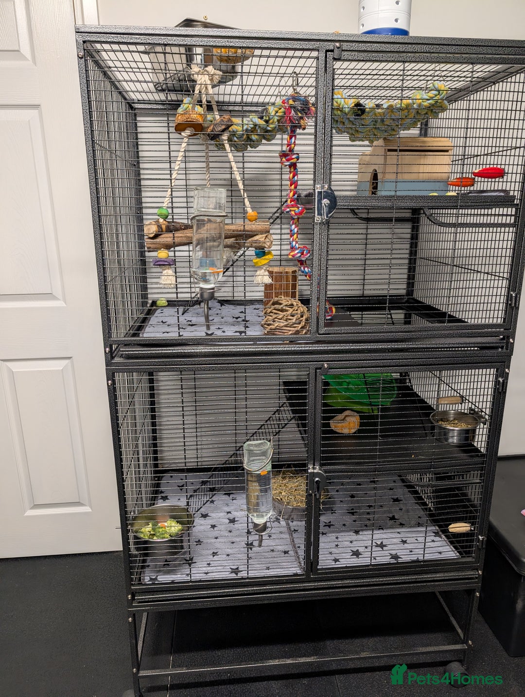 Degus rodents for sale: 2 female Pied Degu, cage/ full set up - Image 6