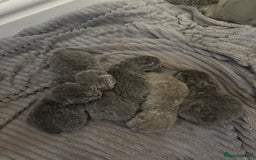 British Shorthair cats for sale: Two female British Shorthair kittens for sale - Image 8