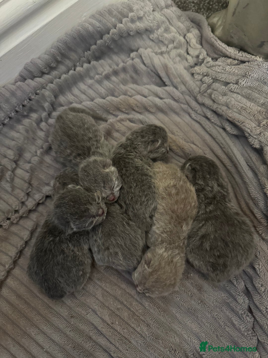 British Shorthair cats for sale: Two female British Shorthair kittens for sale - Image 8