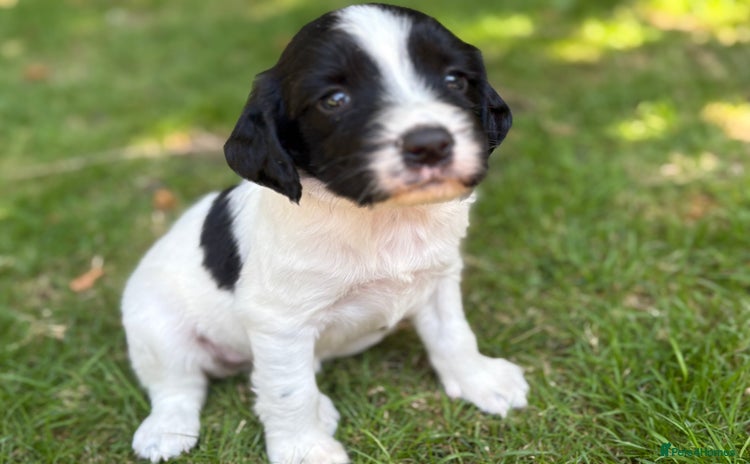 English Springer Spaniel dogs - Advert 2