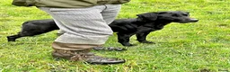 Labrador Retriever dogs for sale: KC Labrador Puppies from Health tested parents  - Advert 2
