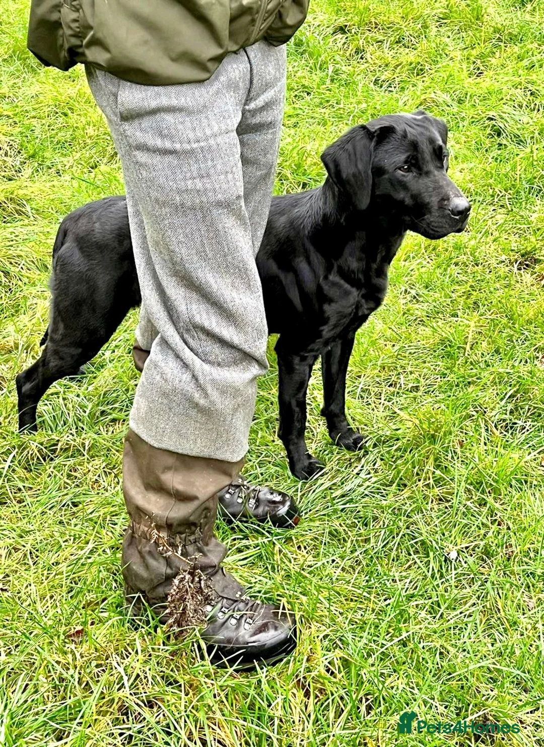 Labrador Retriever dogs for sale: KC Labrador Puppies from Health tested parents  - Advert 2