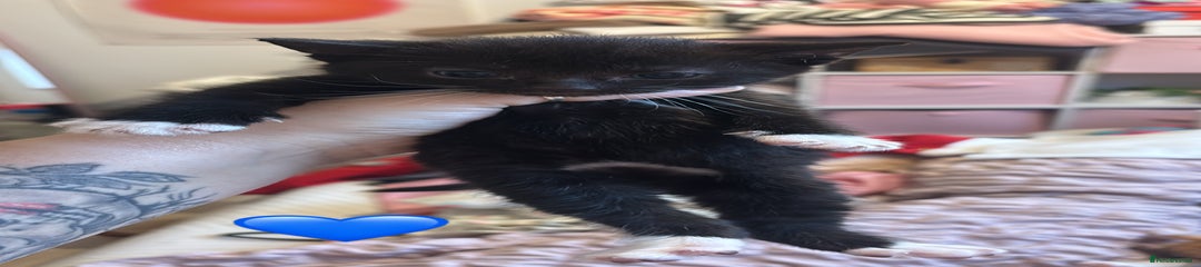 British Shorthair Kitten 3