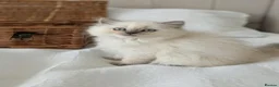 British Shorthair cats for sale: Rare colours British Kittens, ready soon.  - Advert 8