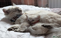 Ragdoll cats for sale: Stunning fluffy show quality ragdolls  - Image 29