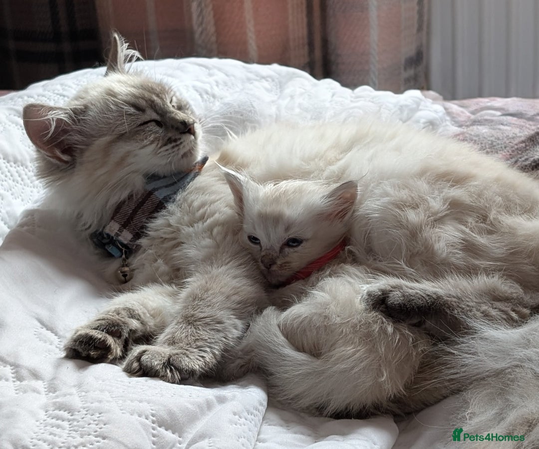 Ragdoll cats for sale: Stunning fluffy show quality ragdolls  - Image 29