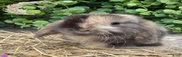 Mini Lop rabbits for sale: Gorgeous Pure Bred Mini Lops - Advert 15