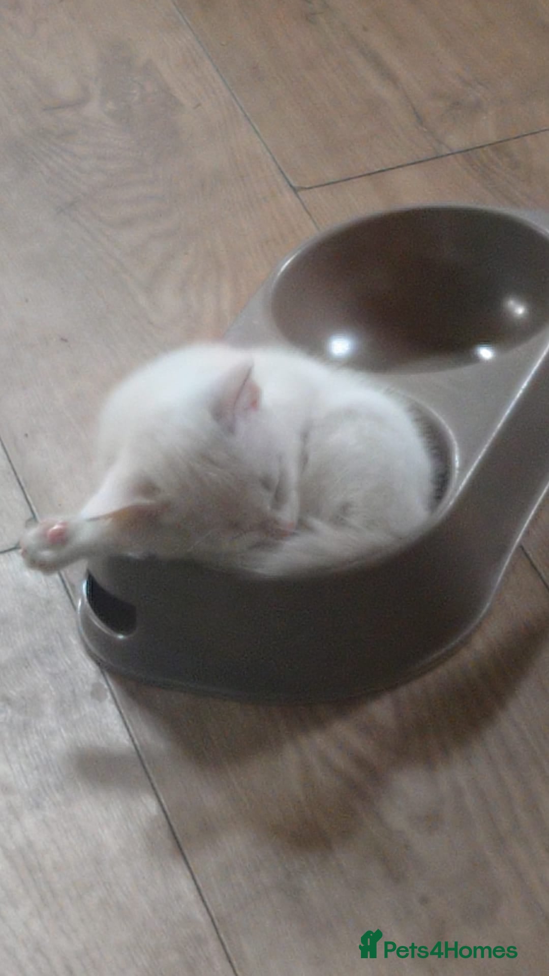 British Shorthair cats for sale: Pet Kittens  - Image 7