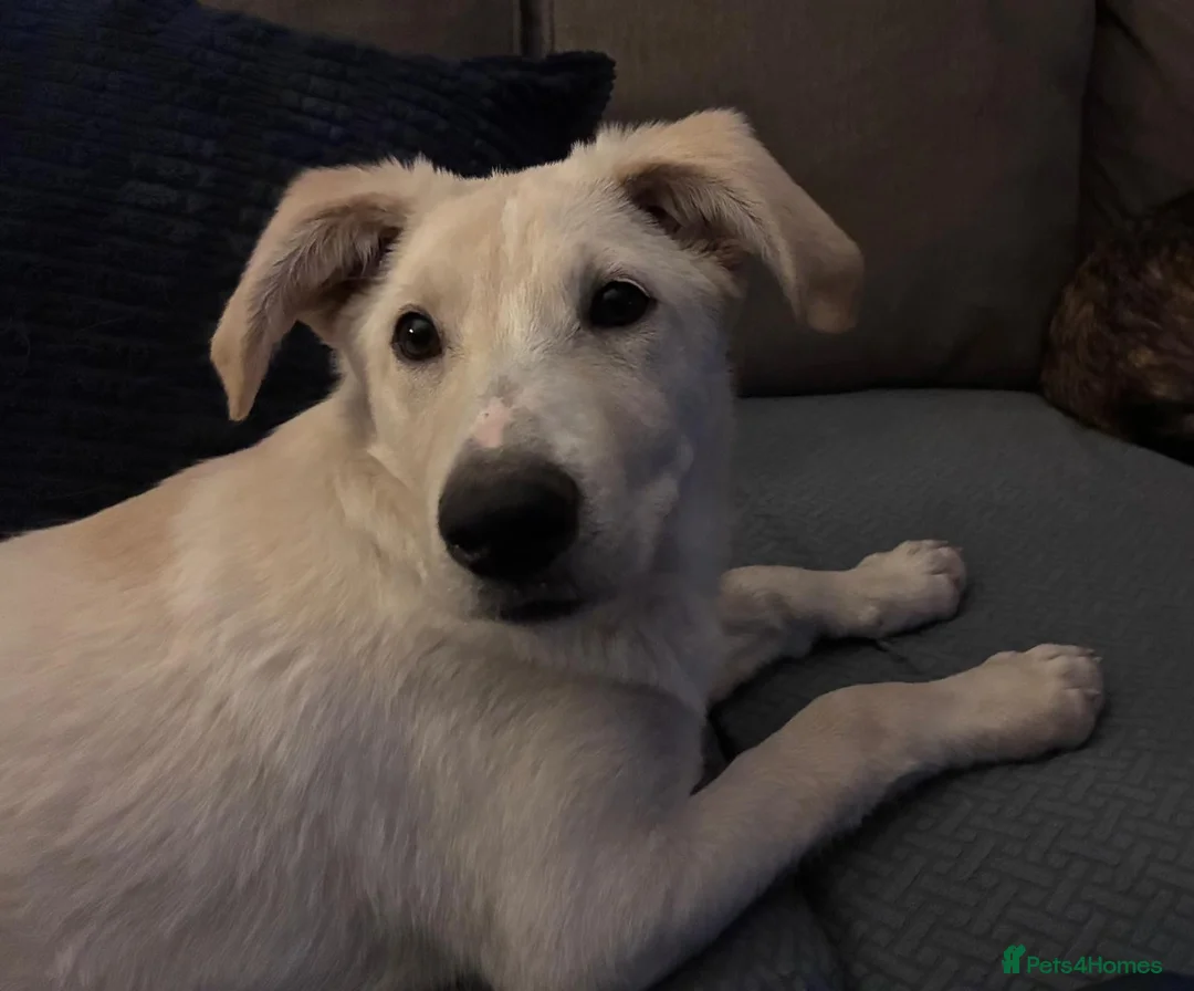 Mixed Breed dogs for adoption: Majestic Scoopy 5 mth Lab cross Shepperd  - Advert 6