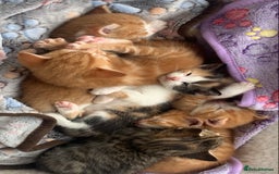 Mixed Breed cats for sale: Gorgeous Kittens Looking for New Homes  - Image 1