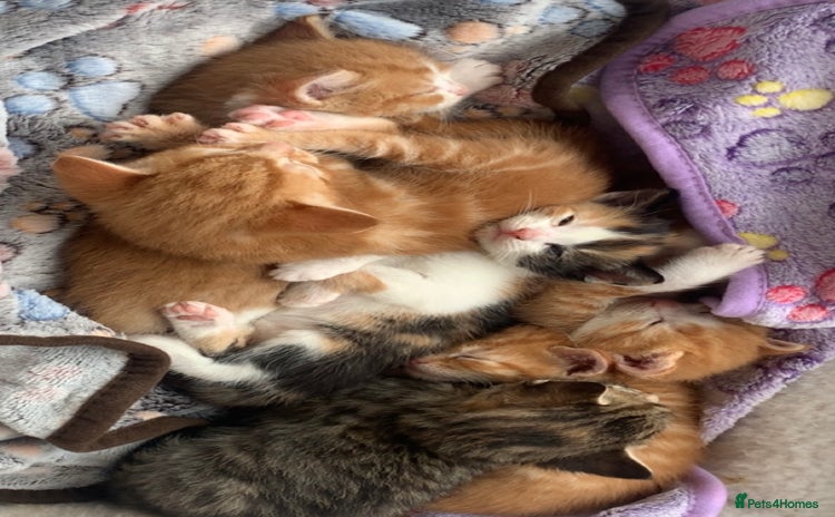 Mixed Breed cats - Advert 3