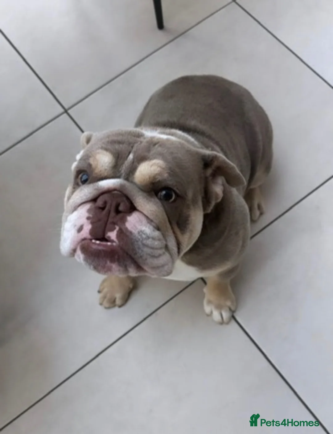 English Bulldog dogs for sale: Stunning English bulldog KC registered 💕💕💕 - Advert 2