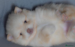 Pomchi dogs for stud: Ghost looking for the ladies  - Image 8