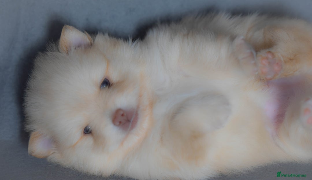 Pomchi dogs for stud: Ghost looking for the ladies  - Image 8