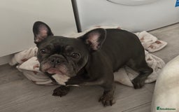 French Bulldog dogs for sale: lovely french bulldog girl - Image 4