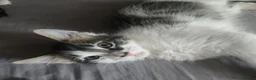 Norwegian Forest Cat cats for sale: 1 kitten left! 4 kittens Norwegian X Russian Blue - Advert 11