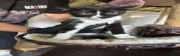 Mixed Breed cats for adoption: Cleo for adoption in Fleet - Advert 2