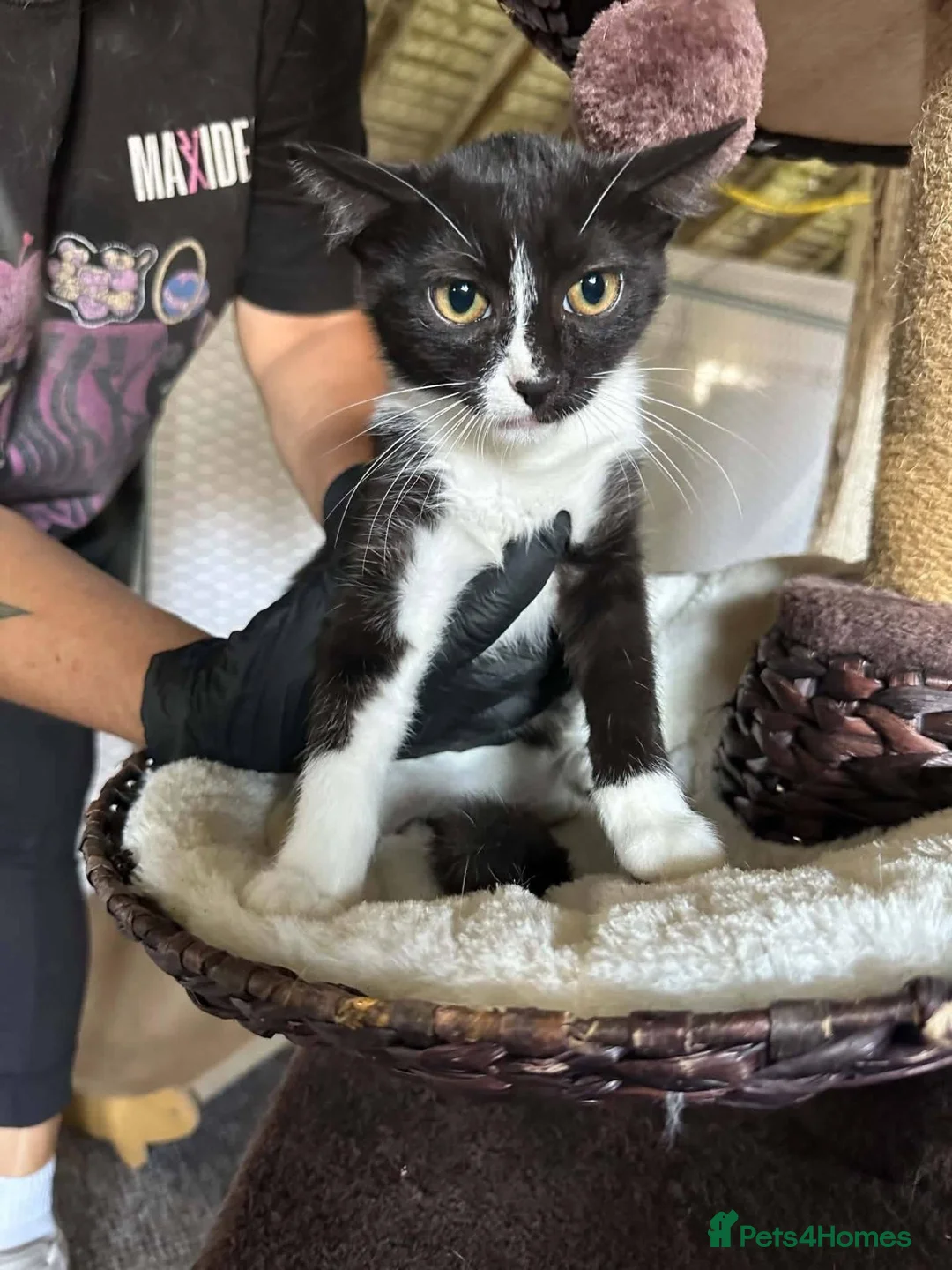 Mixed Breed cats for adoption: Cleo for adoption in Fleet - Advert 2