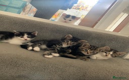 Mixed Breed cats for sale: READY NOW - 4 beautiful mixed breed kittens - Image 1