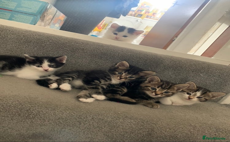 Mixed Breed cats - Advert 4