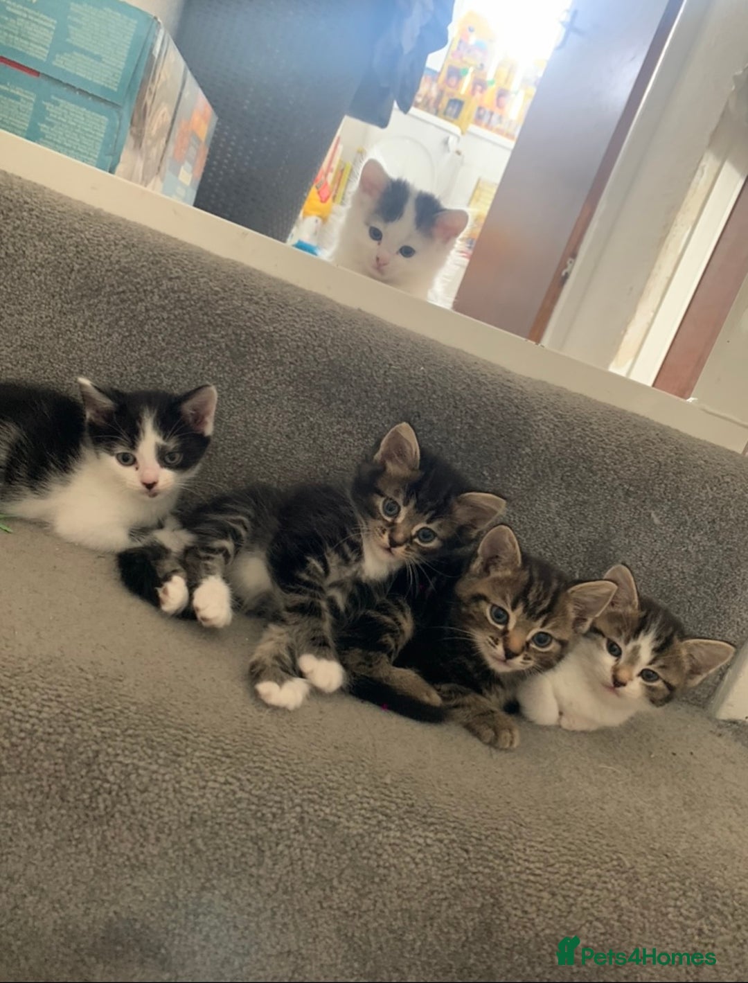 Mixed Breed cats for sale: READY NOW - 4 beautiful mixed breed kittens - Image 1