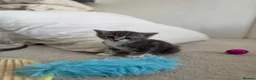 Mixed Breed cats for sale: Kittens  - Advert 4