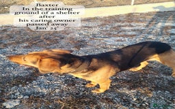 Mixed Breed dogs for adoption: Baxter, 5 yrs old boy. Available for adoption. - Image 8