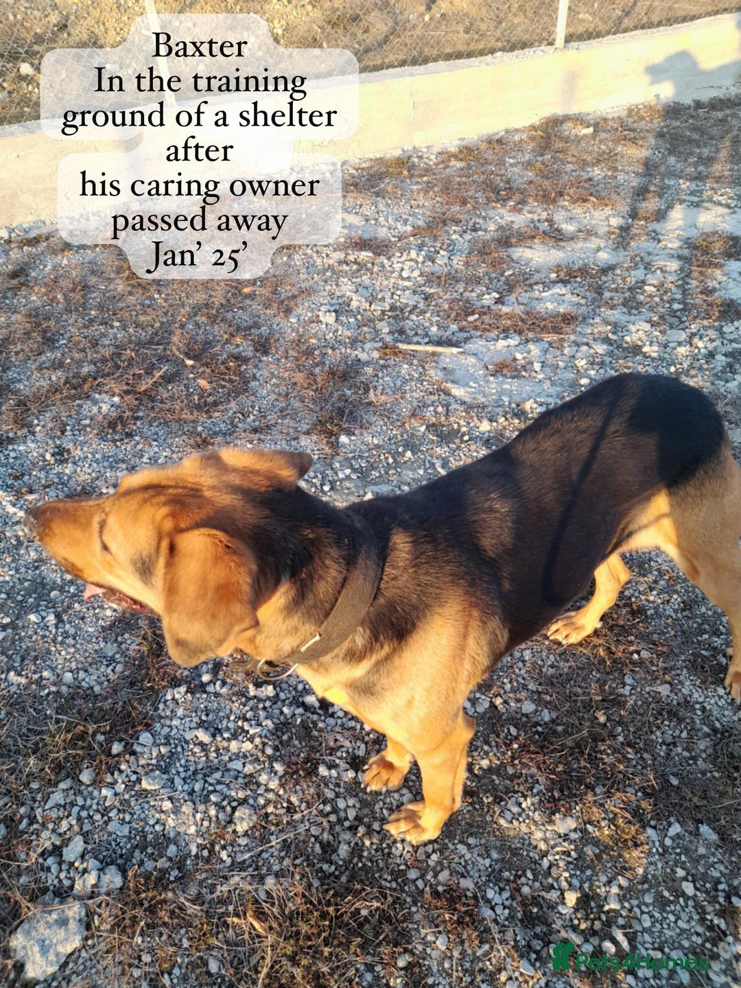 Mixed Breed dogs for adoption: Baxter, 5 yrs old boy. Available for adoption. - Image 8