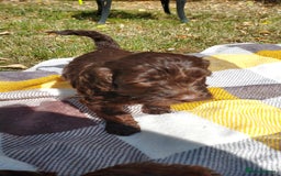 Cockapoo dogs for sale: Stunning F1 Cocokapoos - Image 12