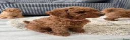 Miniature Poodle dogs for sale: Beautiful Miniature Poodle Puppies 🐾 - Advert 12