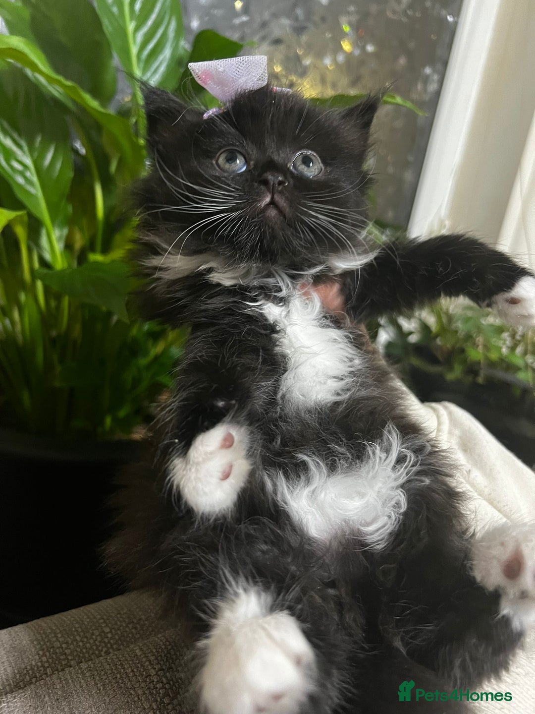 Mixed Breed cats for sale: Cute British Mix Kittens Looking for New Homes - Image 14