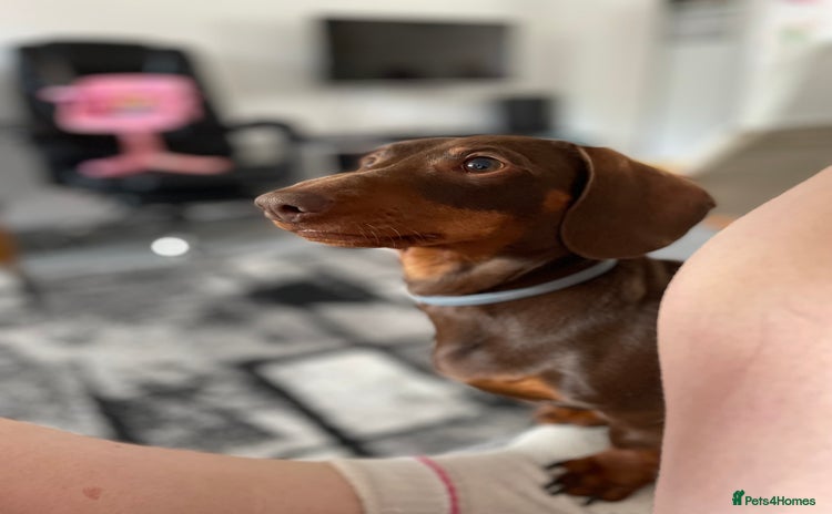Miniature Dachshund dogs - Advert 2