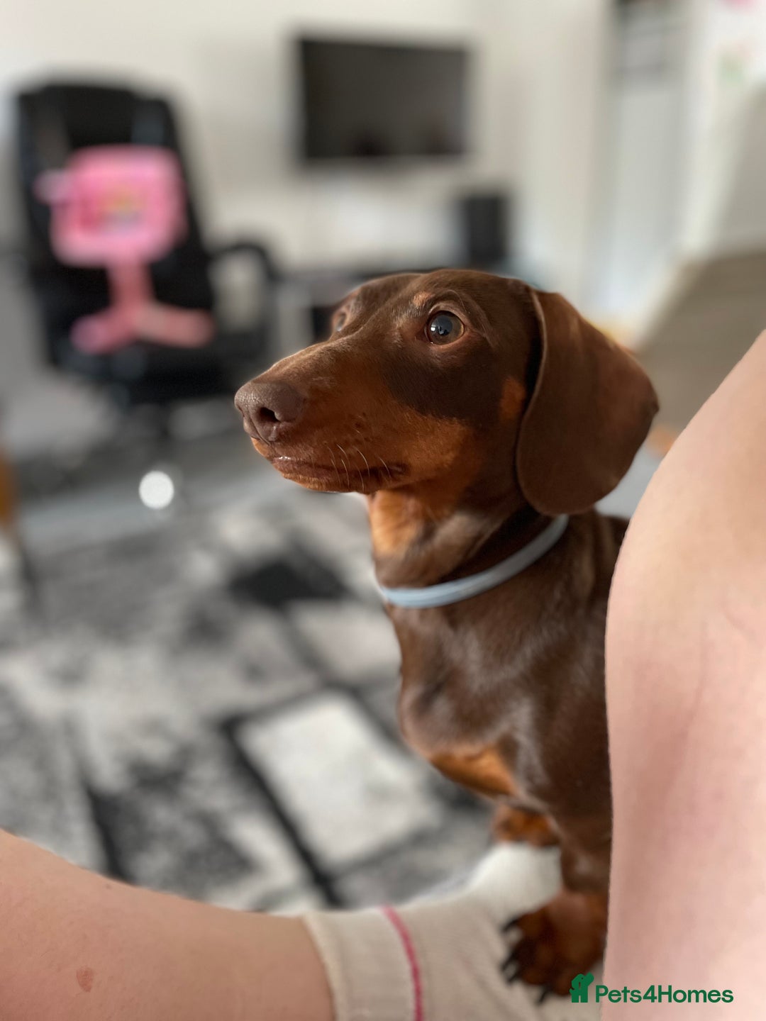 Miniature Dachshund dogs for sale: Blue needs new home  - Image 1