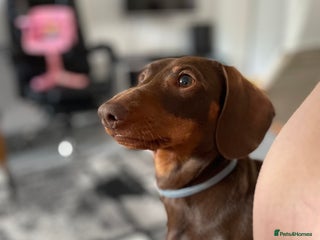 Miniature Dachshund dogs - Advert 3