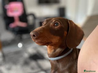 Miniature Dachshund dogs Blue needs new home - Advert 10