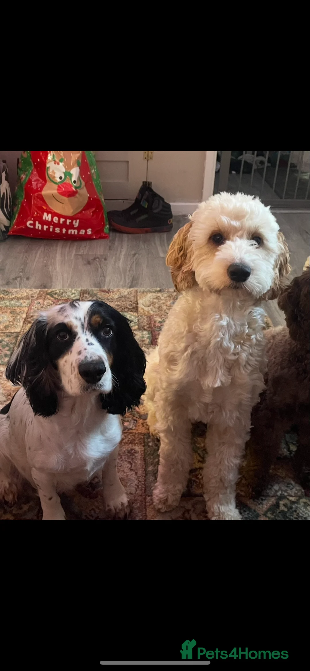 Cockapoo dogs for sale: Cocker spaniel x F1B cockapoo - Advert 9