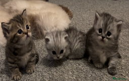 Munchkin cats for sale: A very SPECIAL litter of Munchkins Kittens  - Image 21