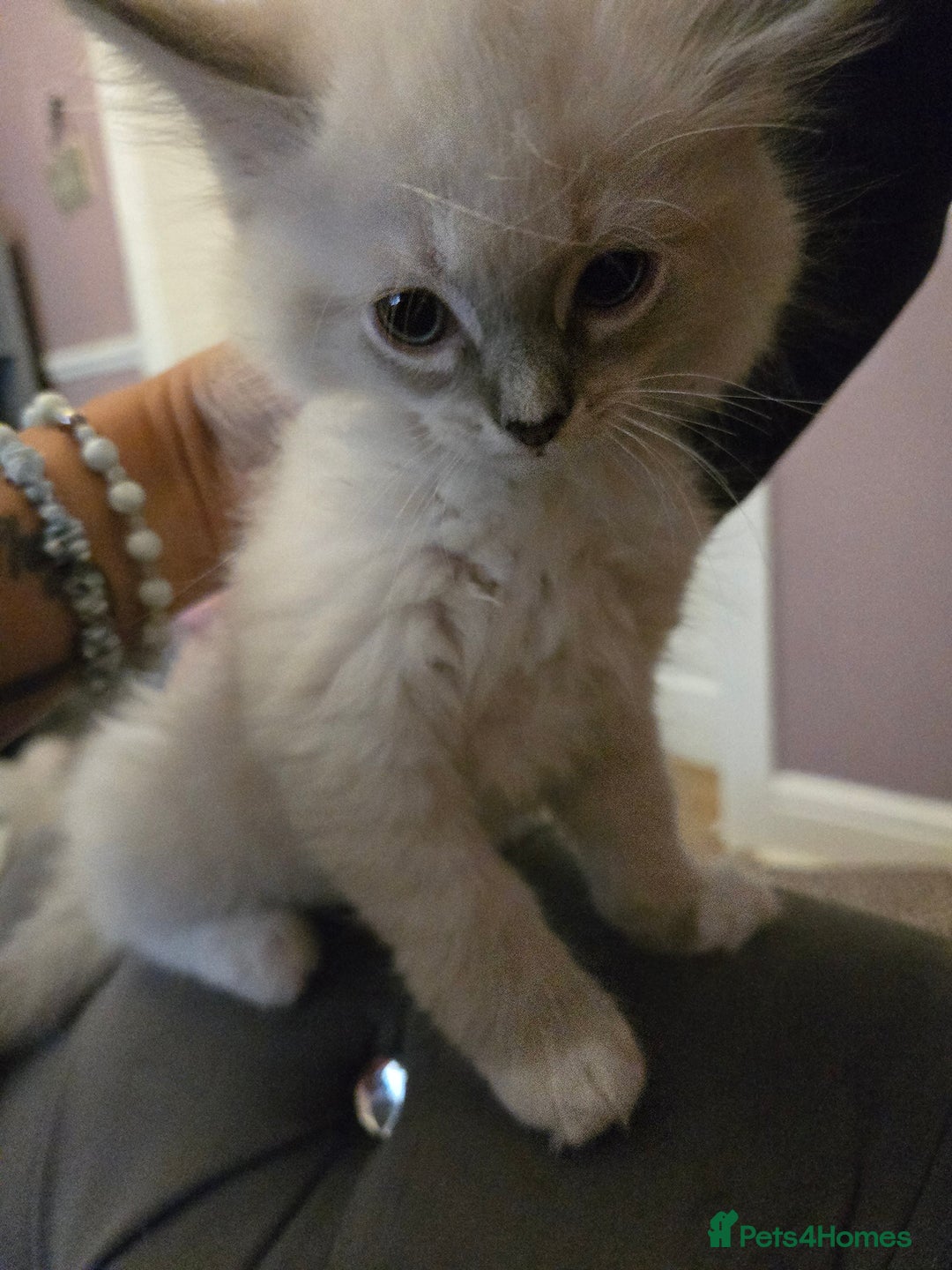 Ragdoll cats for sale: Purebred Ragdoll kittens, blue, seal, Lynx mitted - Image 9