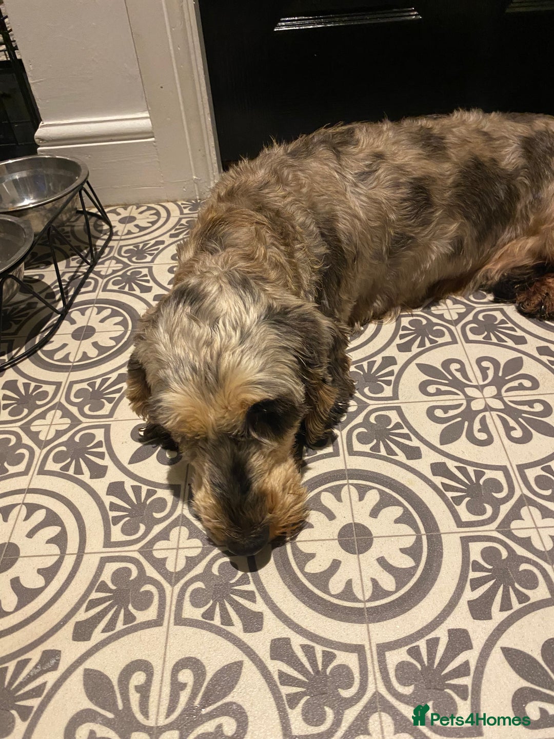 Dachshund dogs for sale: Wired haired - Advert 2