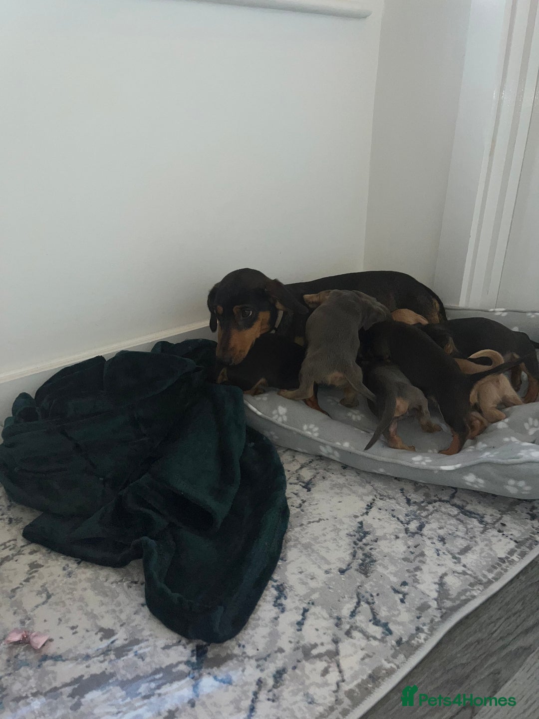 Dachshund dogs for sale: 6 beautiful dachshund puppies  - Image 33