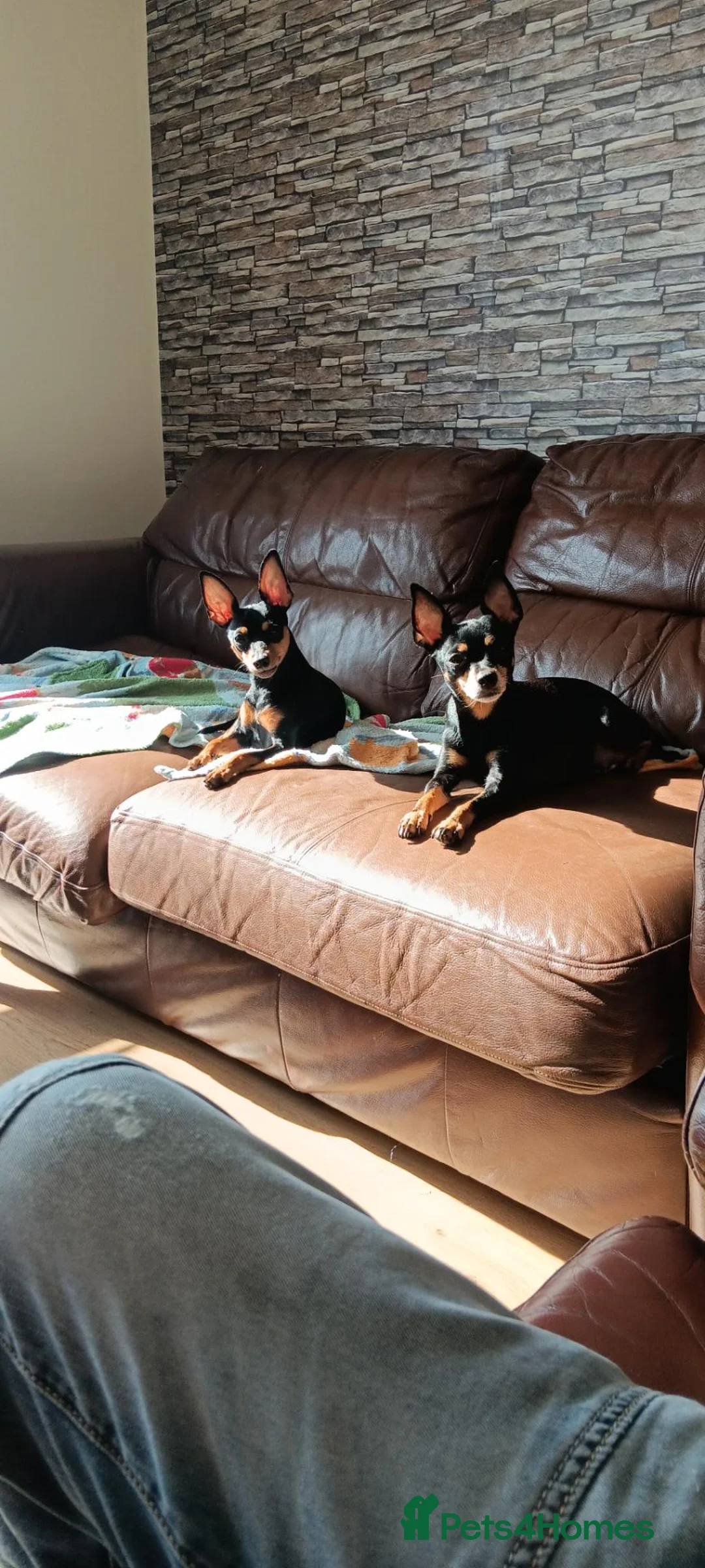 Miniature Pinscher dogs for sale: Pure breed Miniature Pinschers for sale  - Advert 2