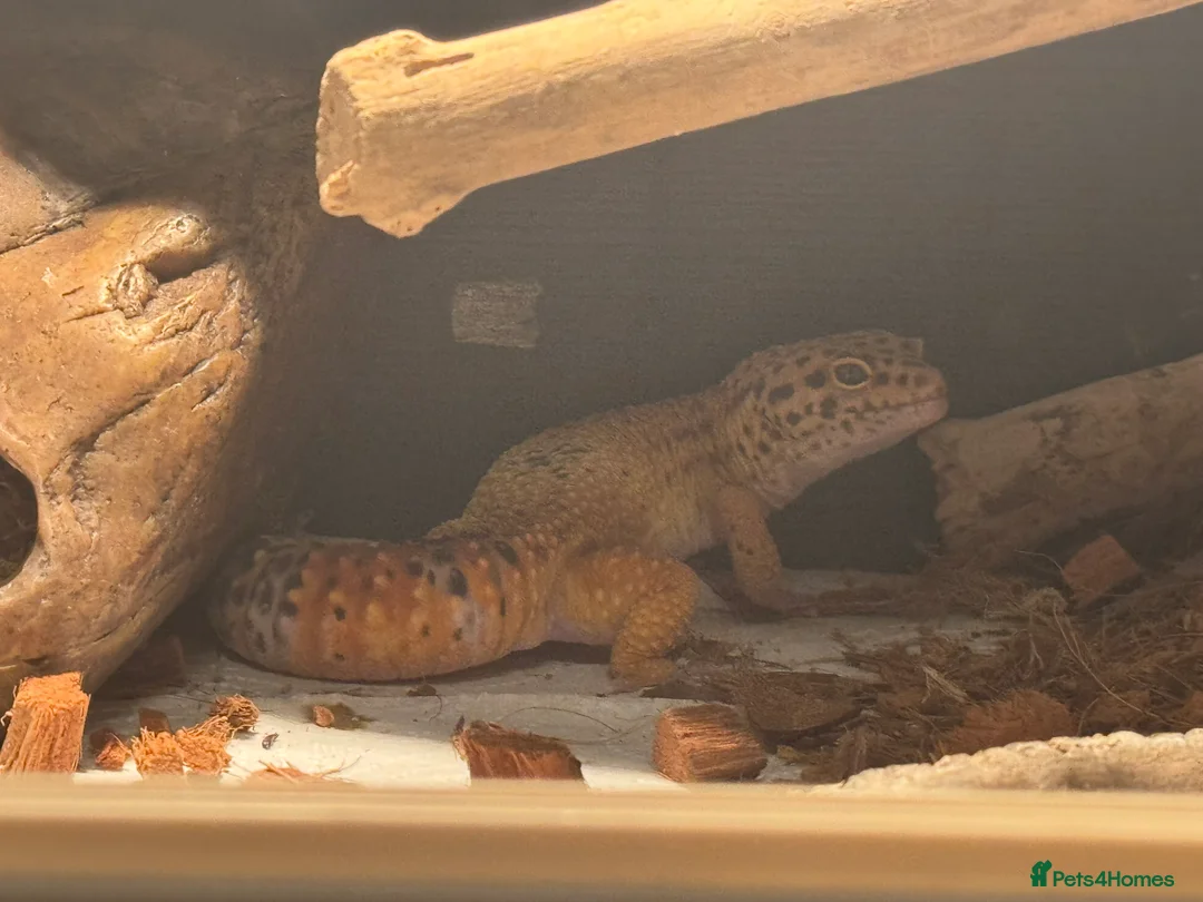 Leopard Gecko reptiles for sale: Gaz is Free to a good home with full set up - Advert 3