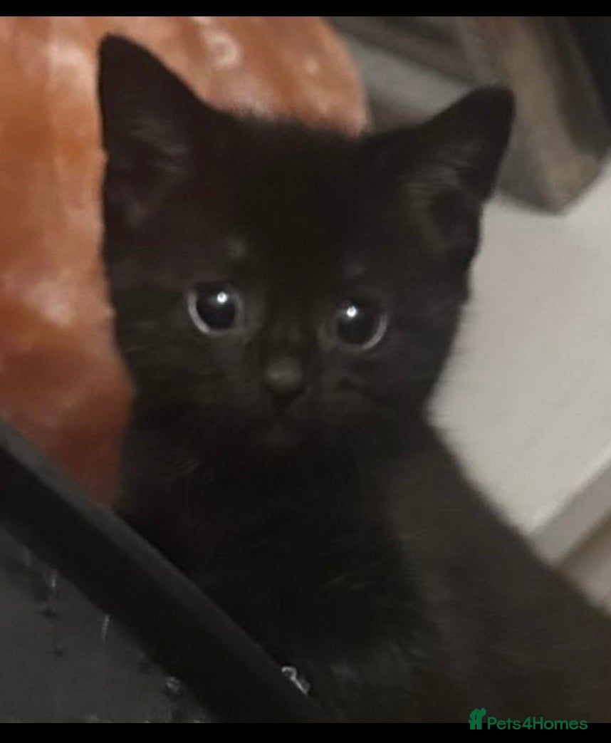 Mixed Breed cats 2 kittens ready to go!  - Advert 4