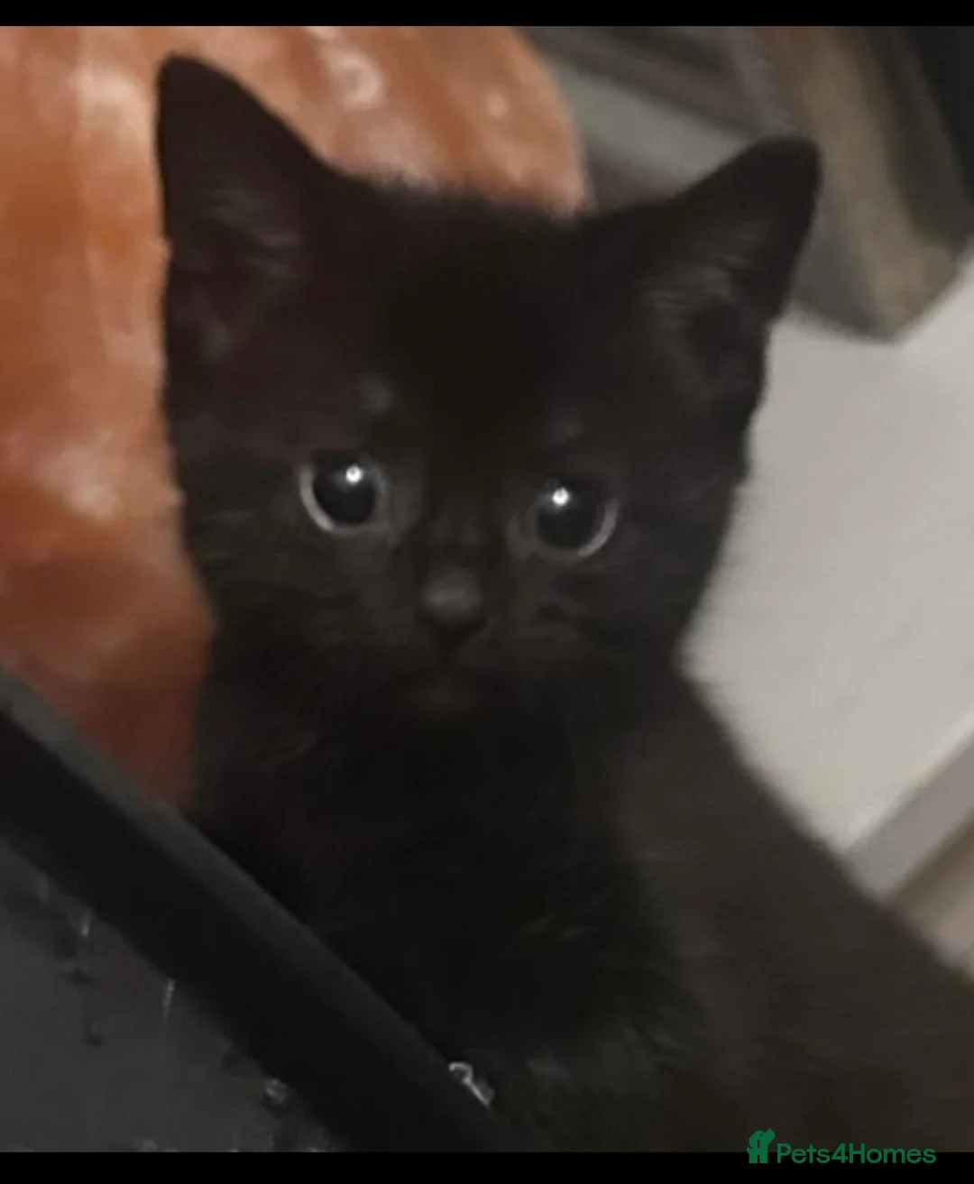Mixed Breed cats for sale: 2 kittens ready to go!  in Wrexham - Advert 2