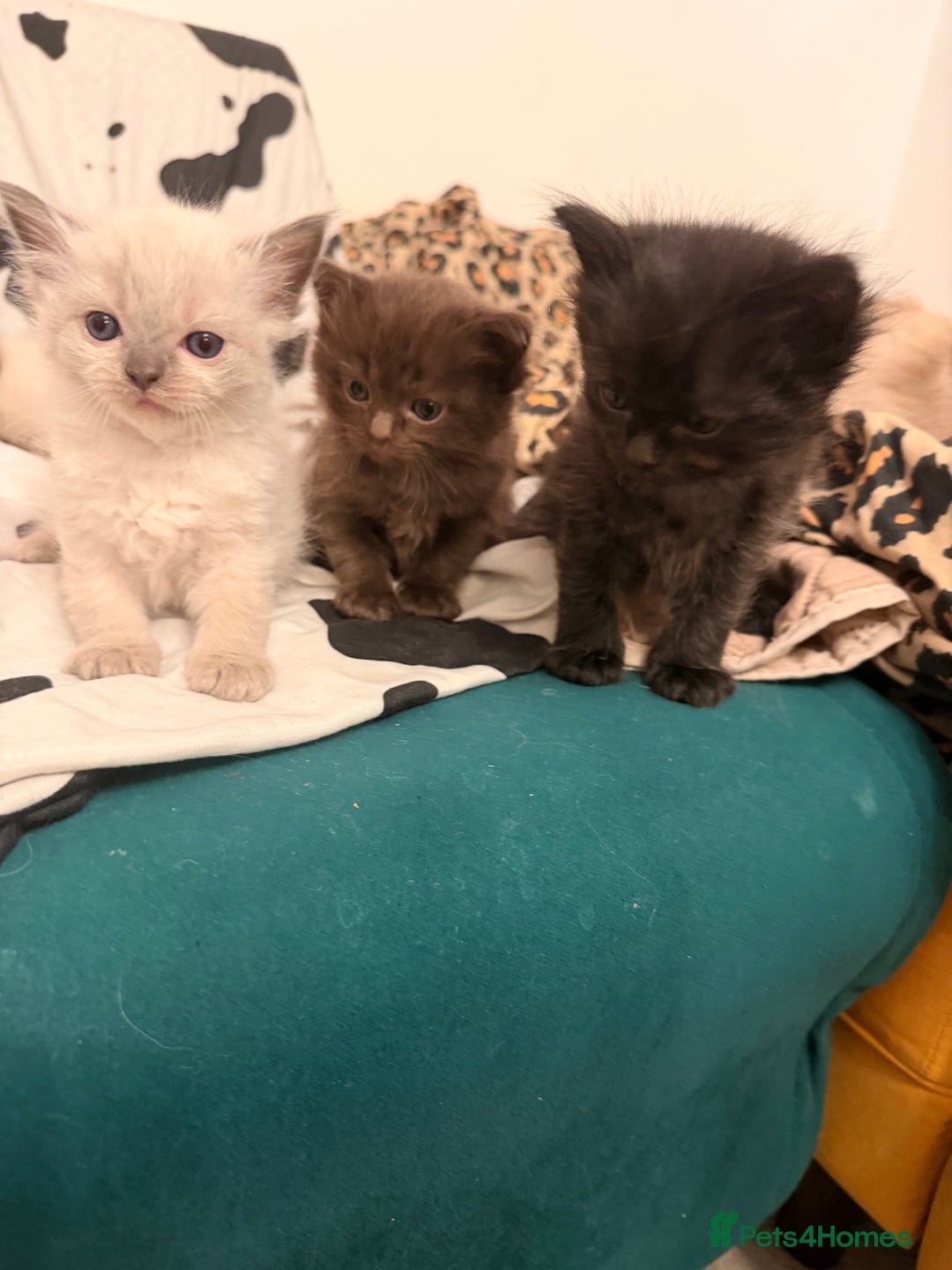 Ragdoll cats for sale: Beautiful Persia dolls  - Advert 1