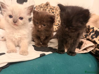 Ragdoll cats Beautiful Persia dolls - Advert 5